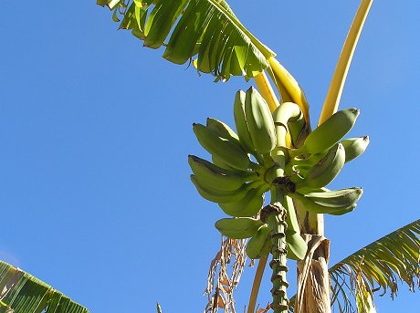 Bo-Kaap - banana tree