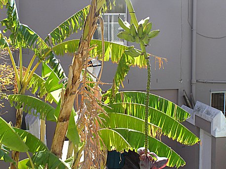 Bo-Kaap - banana tree