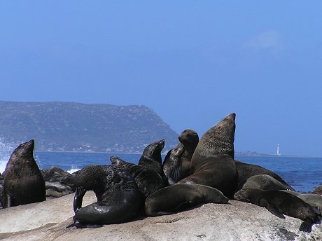 South African Fur Seals