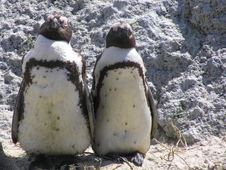 South African Penguins at Boulders