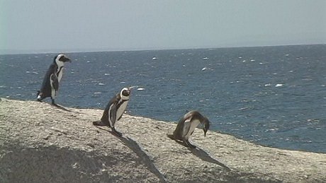  Penguins, Boulders