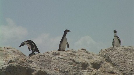 African Penguins, Boulders