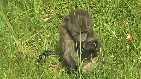 Baboon, Cape Peninsula