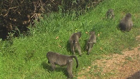 Baboon, Cape Peninsula