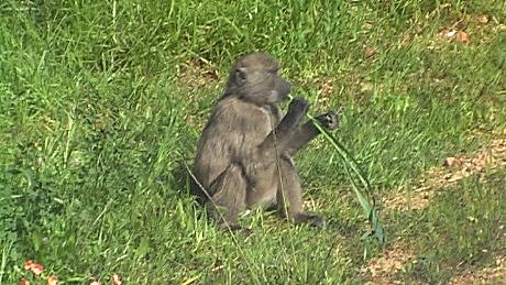 Baboon, Cape Peninsula