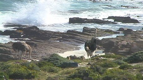Ostrich on beach - Cape of Good Hope