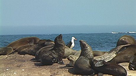 Duiker Island, Hout Bay