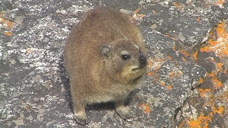 Rock Hyrax, Table Mountain