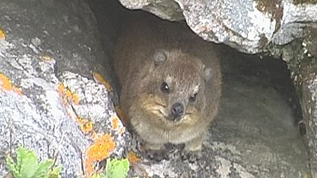 Rock Hyrax, Table Mountain