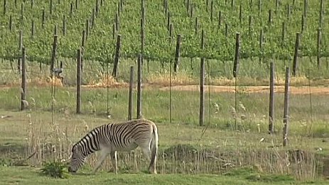 Burchell's zebra in a vineyard
