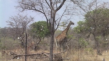 Kameelperd Sabi Sand Wildtuin Giraffe Sabi Game Reserve