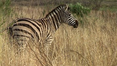 Zebra Perry's Bridge Hollow