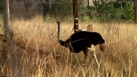 Ostrich Perry's Bridge Hollow