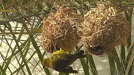 Weaver bird at Knysna