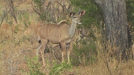 Kruger Kudu