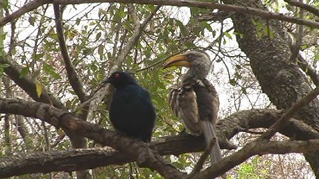 neushornvole/hornbills