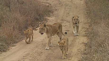 lioness and cubs