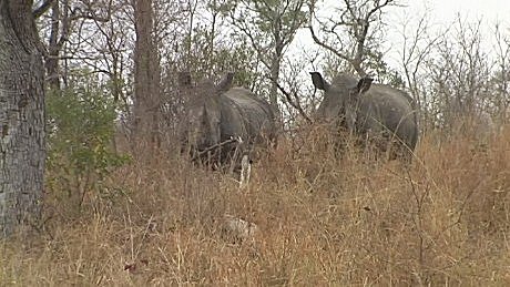 rhinos watching lions