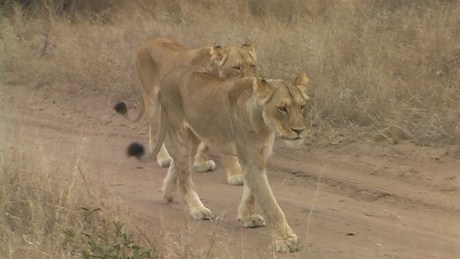 lioness - the two aunts