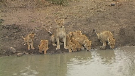 lioness mother, four cubs and two aunts