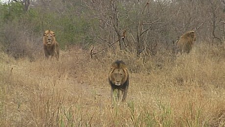 lions - the three brothers