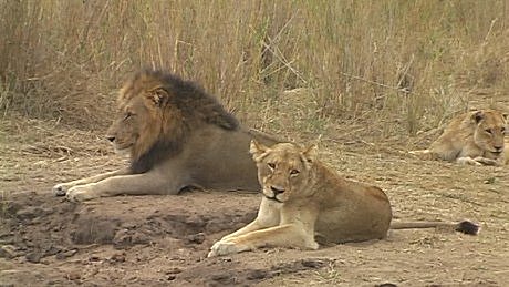 lion father, mother and cub