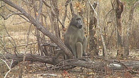 baboon - bobbejaan - infene, Mala Mala