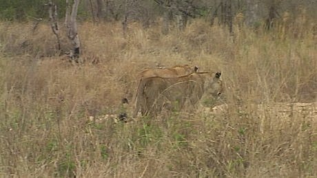 lioness aunts departing