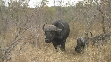 buffalo (buffel) (inyathi), Mala Mala