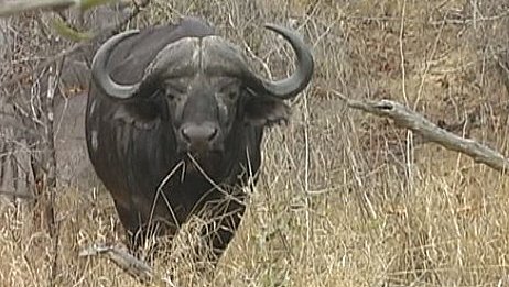 buffalo (buffel) (inyathi), Mala Mala