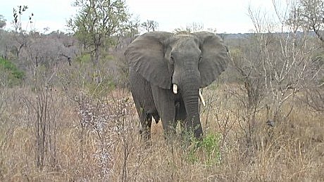 elephant - olifant - indlovu 