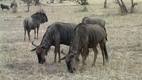 Wildebeest Mala Mala Main Camp