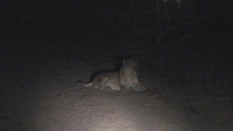 Lioness, night game drive Mala Mala Main Camp