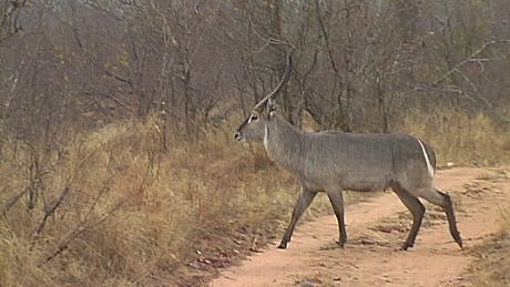 waterbuck (waterbokke), Mala Mala