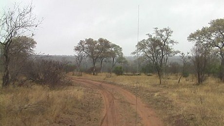 Game Drive, Mala Mala