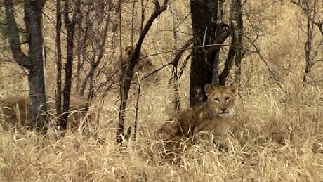 lion cubs (leeuwelpe)