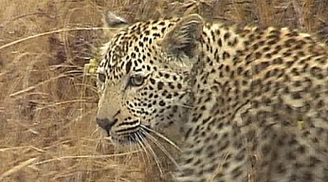 leopard (luiperd) ((ingwe)