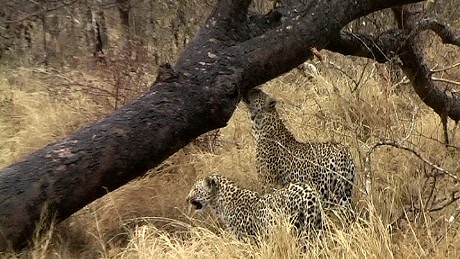 leopard (luiperd) ((ingwe)