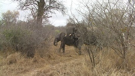 elephant (olifant) (indlovu) Mala Mala