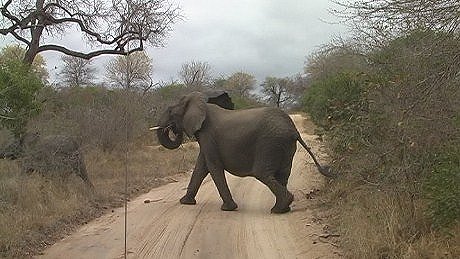 elephant (olifant) (indlovu) Mala Mala