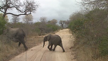 elephant (olifant) (indlovu) Mala Mala