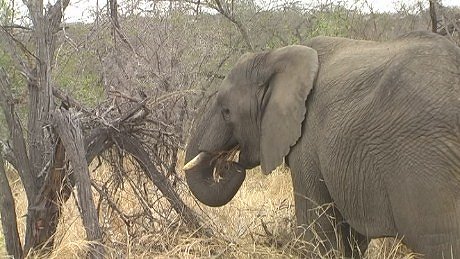 elephant (olifant) (indlovu) Mala Mala