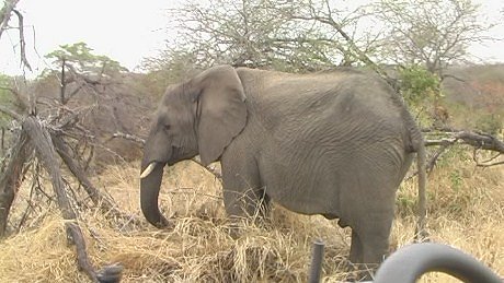 elephant (olifant) (indlovu) Mala Mala