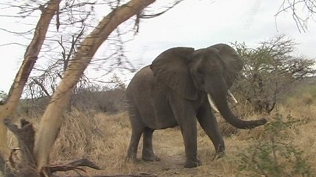 elephant (olifant) (indlovu) Mala Mala