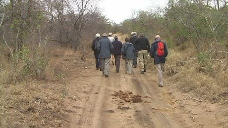 Escorted walk, Mala Mala