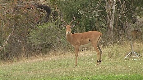 impala male, Mala Mala