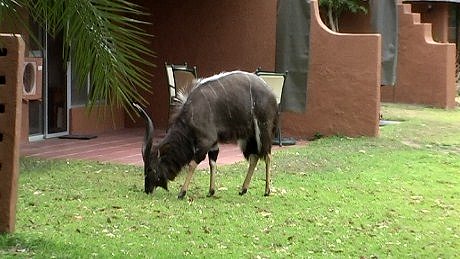 kudu (koedoe) (umgankla), Mala Mala