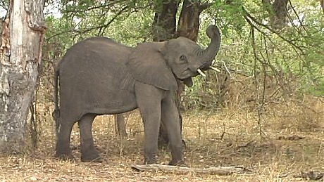 elephant (olifant) (indlovu) Mala Mala