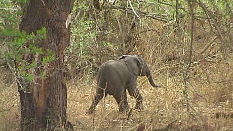 elephant (olifant) (indlovu) Mala Mala