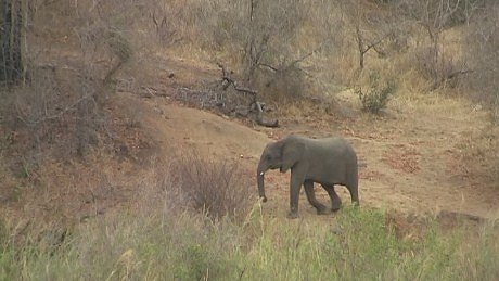 elephant (olifant) (indlovu) Mala Mala